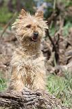 CAIRN TERRIER 179